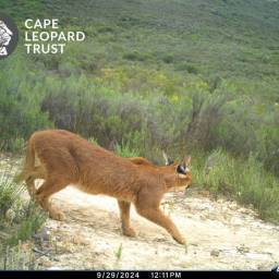 Caracal